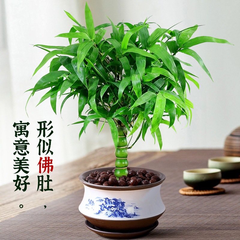 罗汉竹佛肚竹盆栽老桩四季常青植物办公室内客厅矮化盆景竹子绿植