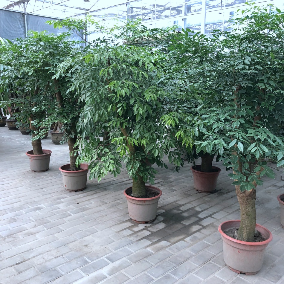幸福树盆栽 大叶幌伞枫 菜豆树 接骨凉伞 绿宝 园艺绿化花卉盆栽