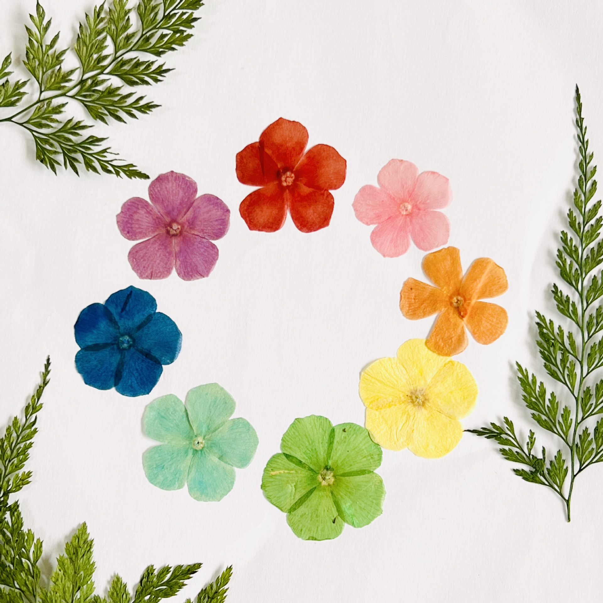 福禄考押花pressed lowers幹花押し花团扇压花台灯材料包滴胶干花