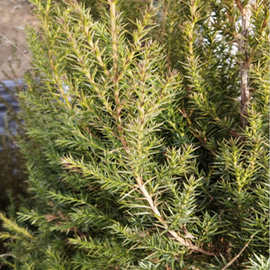 绿化塔松树苗 刺松树苗 刺柏苗 道路绿化 清明松 刺松树苗 宝塔松