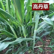 高丹草苏丹草牛羊多年生鱼草籽四季牧草种子养殖牛羊兔鹅鱼吃饲料
