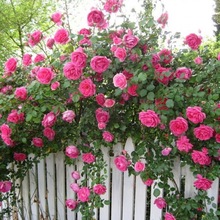 蔷薇花爬藤种子玫瑰藤本盆栽开花植物爬墙快花籽