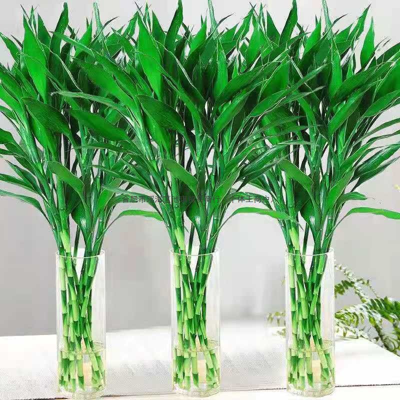 富贵竹水培植物盆栽绿植花卉室内花客厅水养绿萝竹节节高一件批发