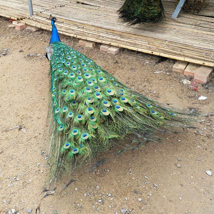 蓝孔雀幼崽 脱温的孔雀苗多少钱一只 哪里有正规孔雀养殖场