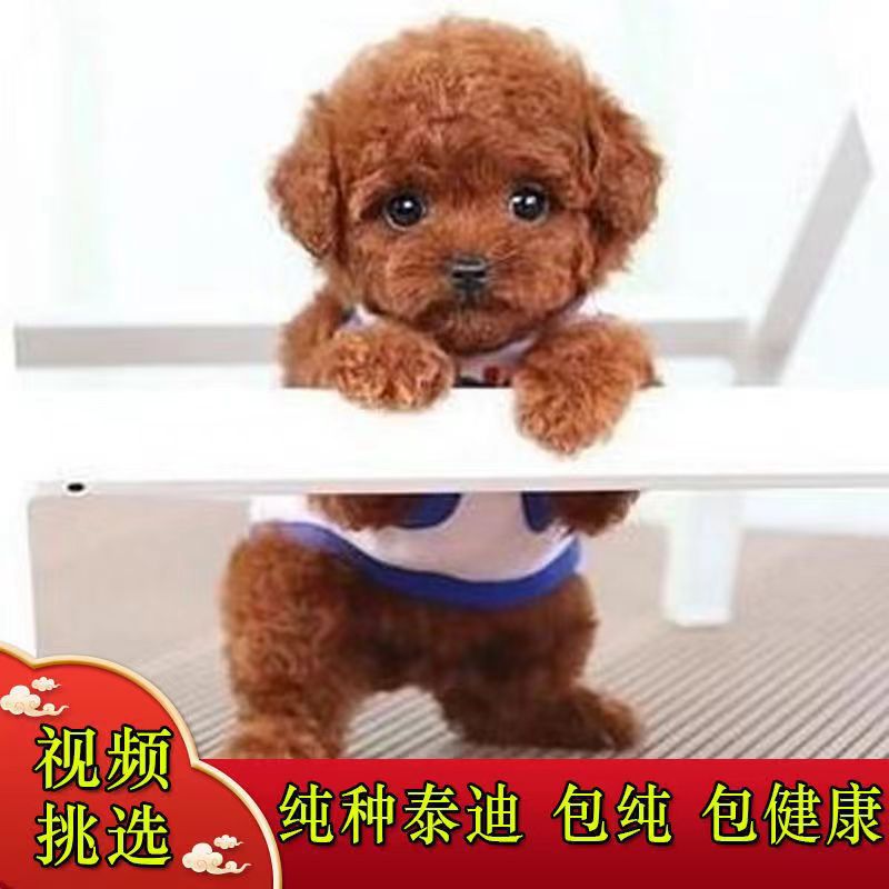 纯种泰迪犬幼犬活体爆红黑色泰迪长不大的泰迪小型犬宠物狗活体