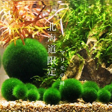 水草藻球鱼缸海藻球水草生态绿藻鱼藻微景观生态瓶鱼缸迷你植物