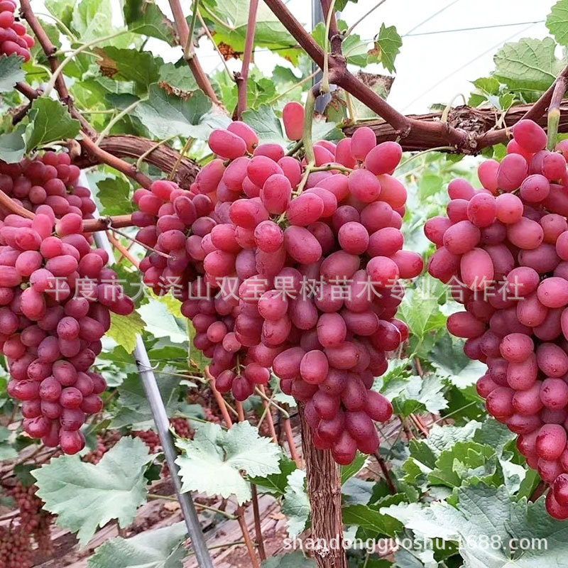 山东晚熟无核 英明二号葡萄苗 北方南方种植高产新品种葡萄树苗