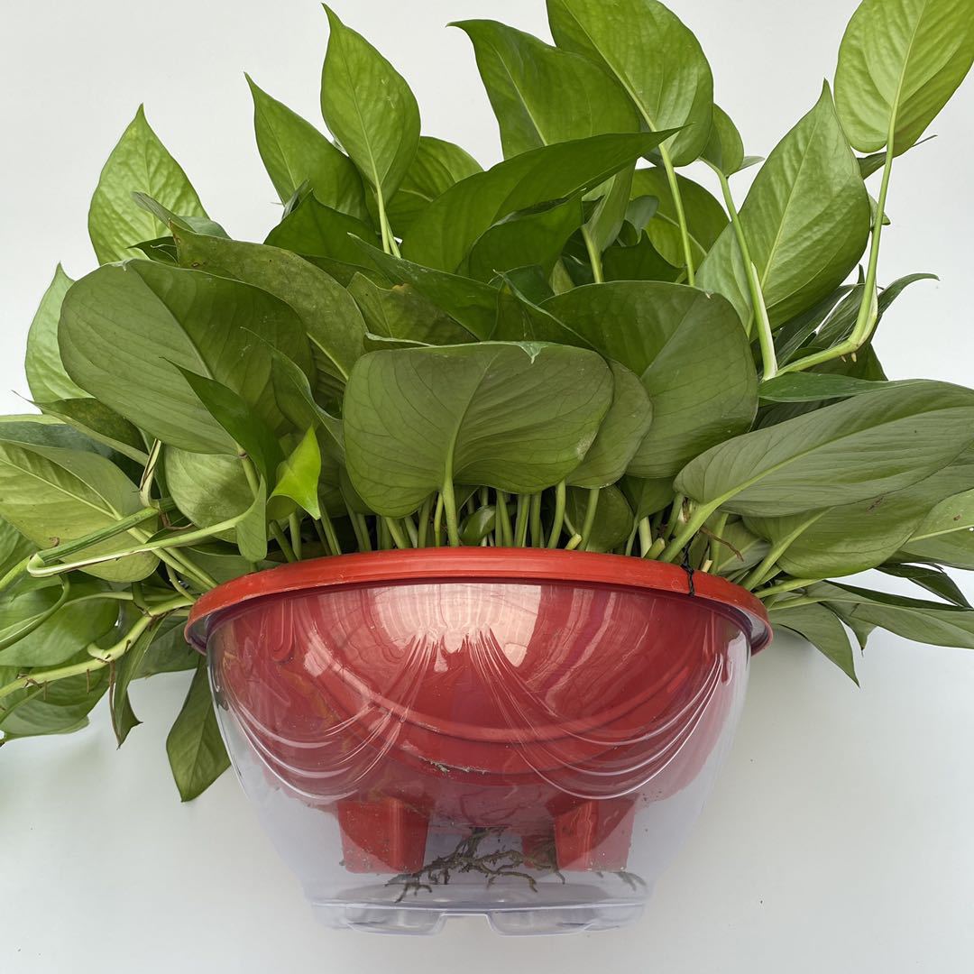 360#大绿萝透明储水盆 塑料花盆 植物盆栽懒人自动吸水盆批发