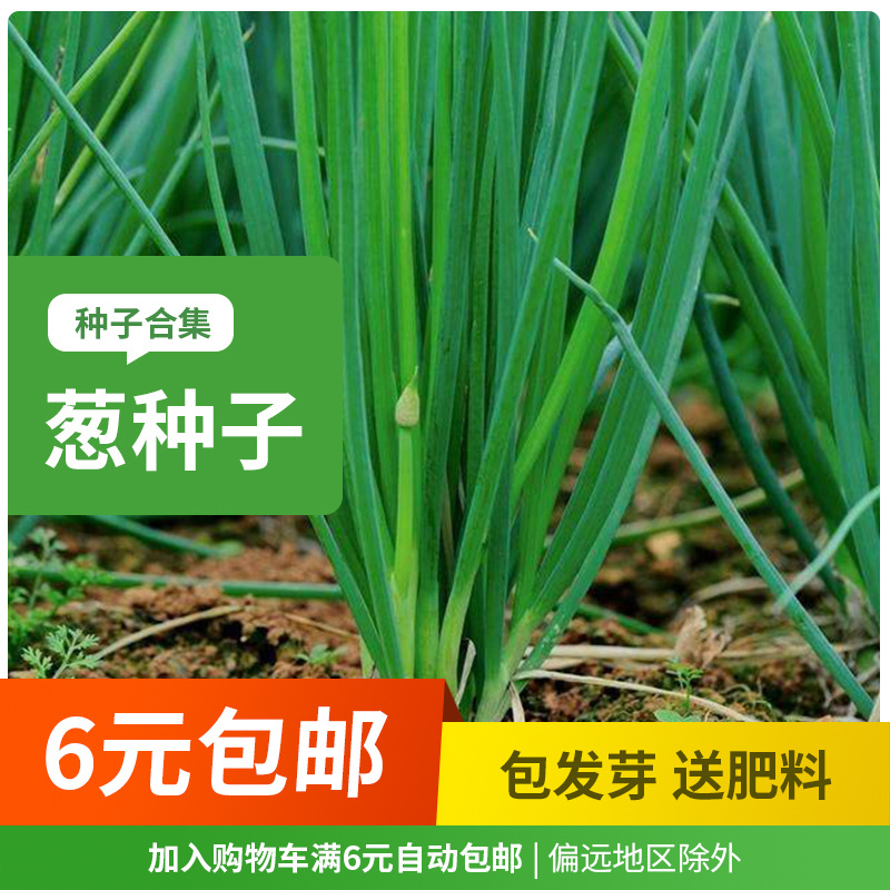 四季葱种头阳台种菜种子小香葱孑盆栽农家铁杆大葱-阿里巴巴