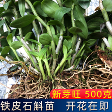 乐清铁皮石斛苗三年苗 铁皮枫斗丛苗盆栽绿植花卉吊兰花植物绿萝