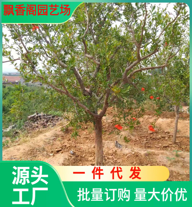以色列大石榴苗 石榴树苗优良品种果树南方北方种植当年结果包邮