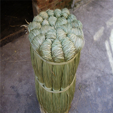 端午粽绳 粽草 水草天然清香粽子绳包粽子草绳捆大闸蟹草扎肉线