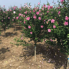 庭院街道公路观花植物花卉重瓣木槿 园林绿化苗木花苗木槿树苗