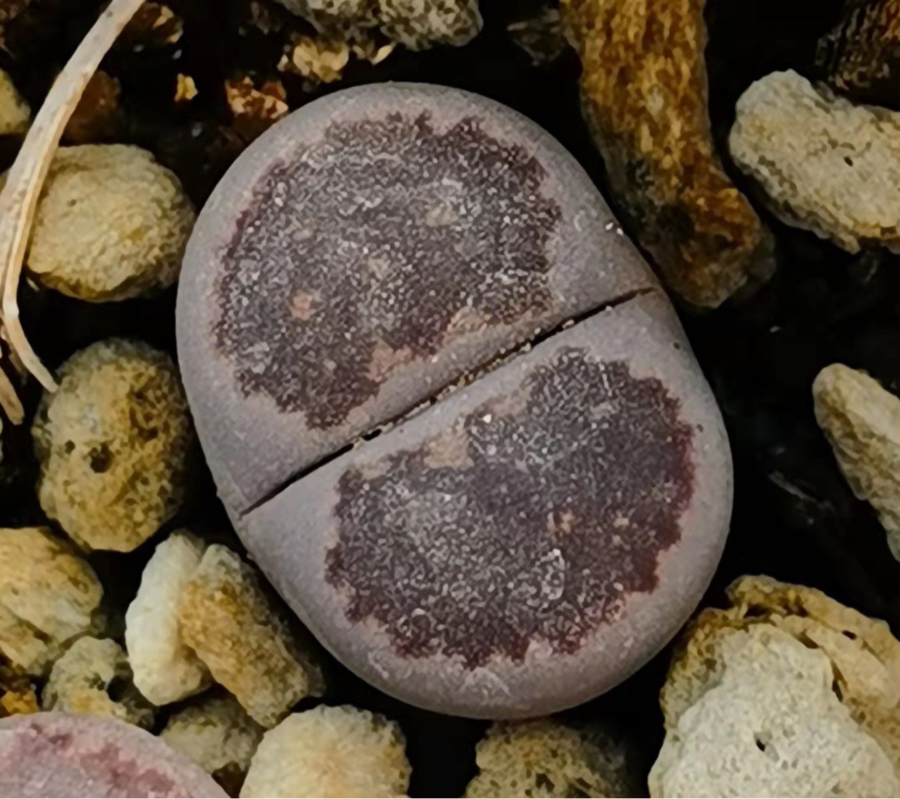 基地大棚直供多肉植物生石花紫福来玉双头母本花卉绿植园艺小盆栽