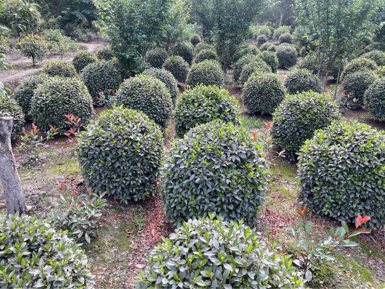成都杜鹃球庭院植物树冠饱满圆润-阿里巴巴