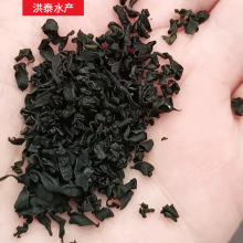 批发烘干裙带菜 海木耳 海白菜长寿菜水产品干货调味食品原料散装