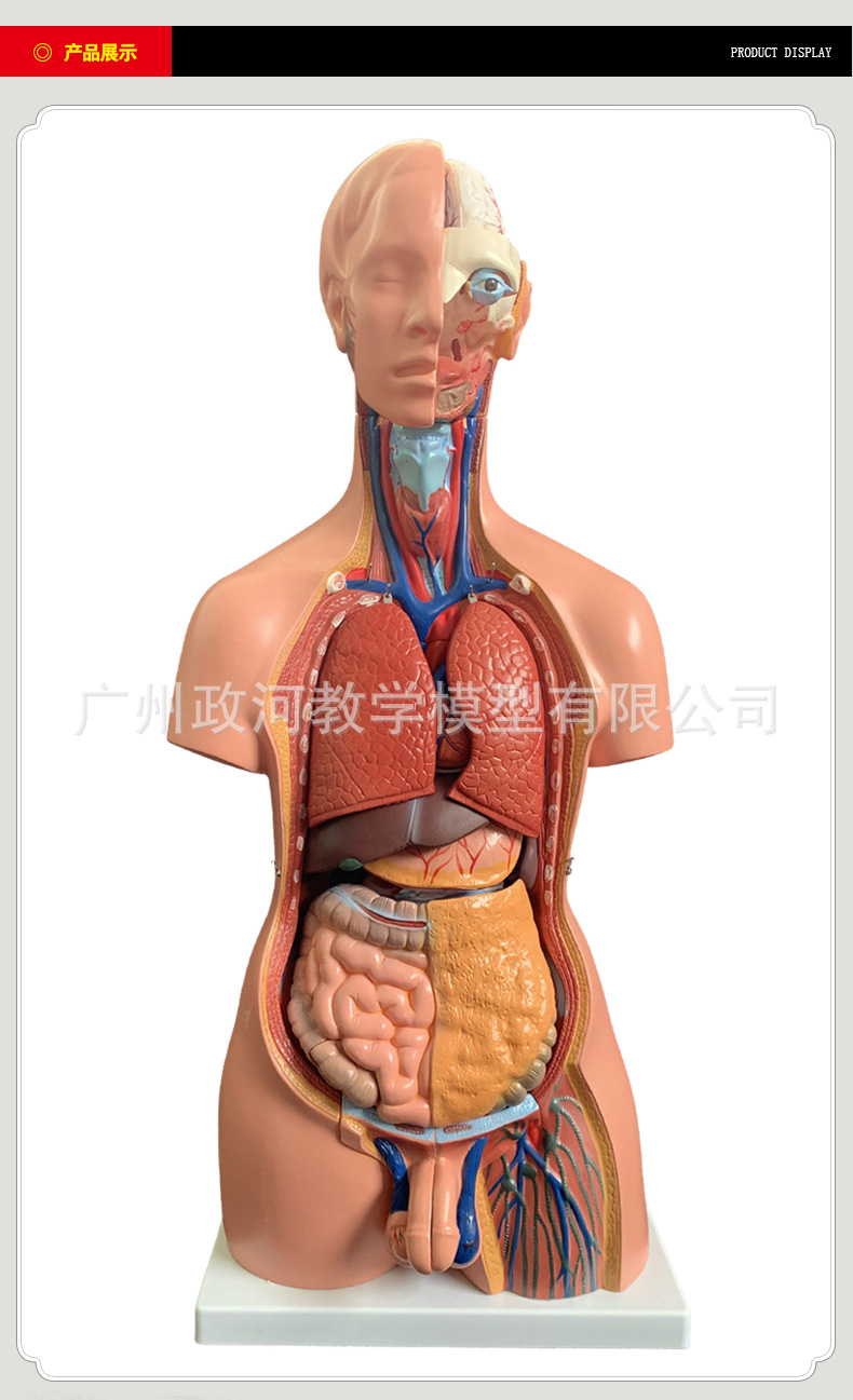 85cm两性躯干模型可拆分为40件 人体身体器官结构组织解剖模型