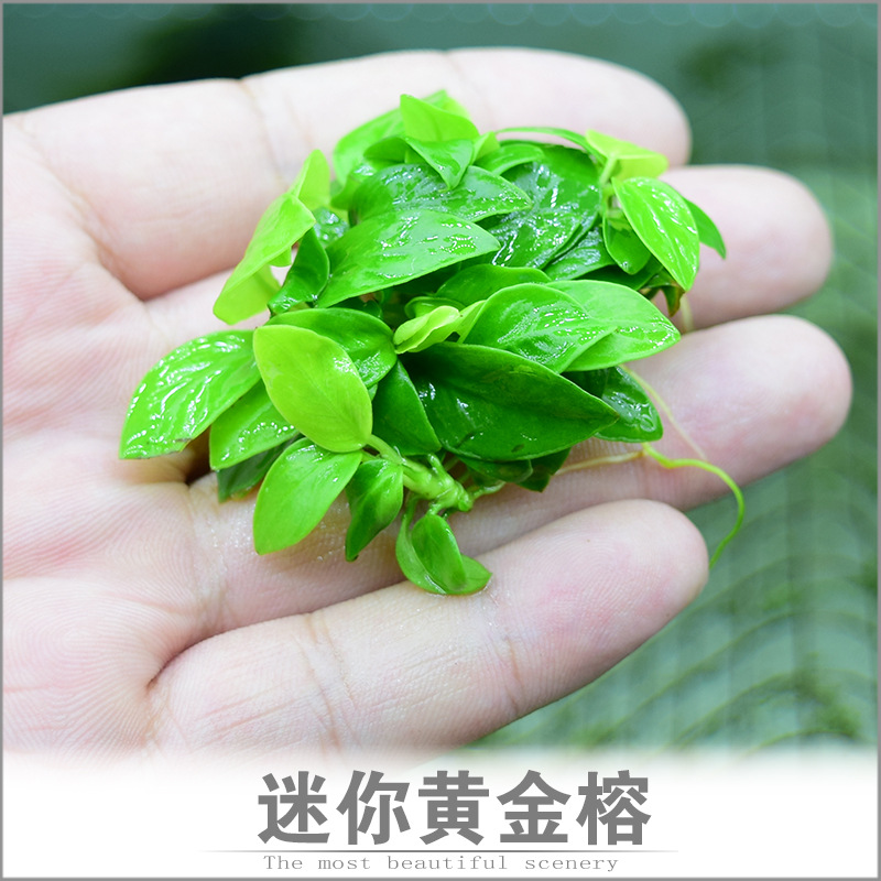鱼缸造景迷你黄金小水榕水草阴性活体淡水植物懒人前绑沉木杜鹃根