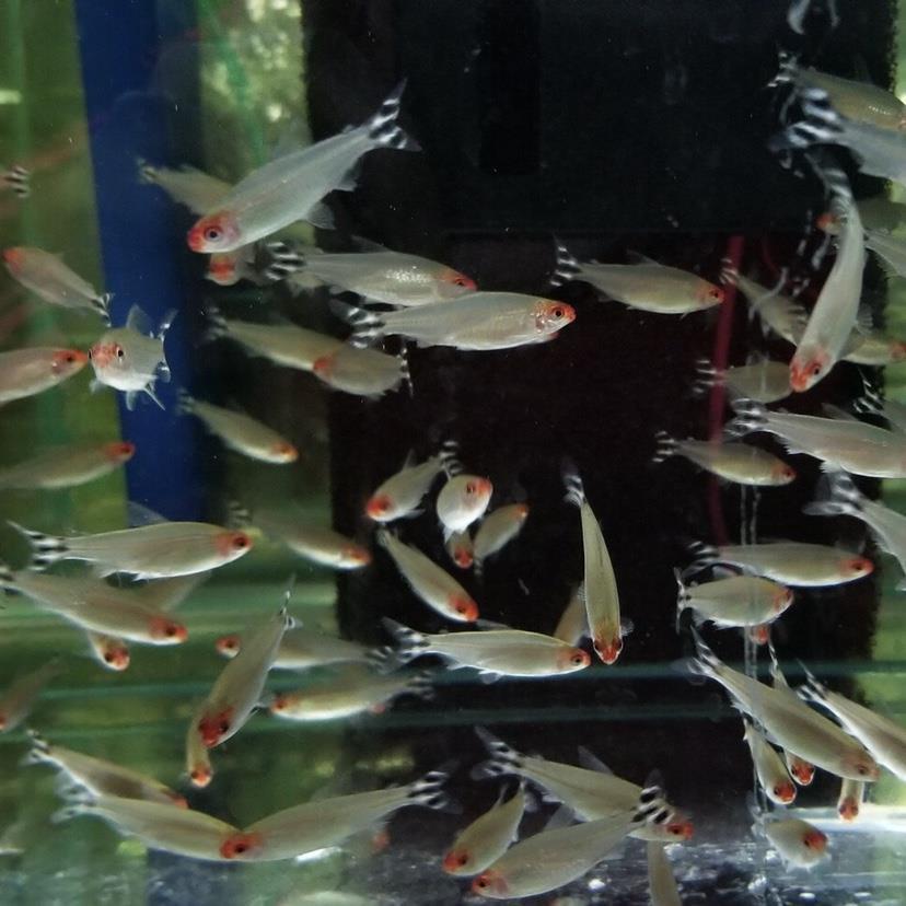 红鼻剪刀鱼群游草缸灯科鱼群游热带鱼观赏鱼草缸鱼群游鱼淡水鱼