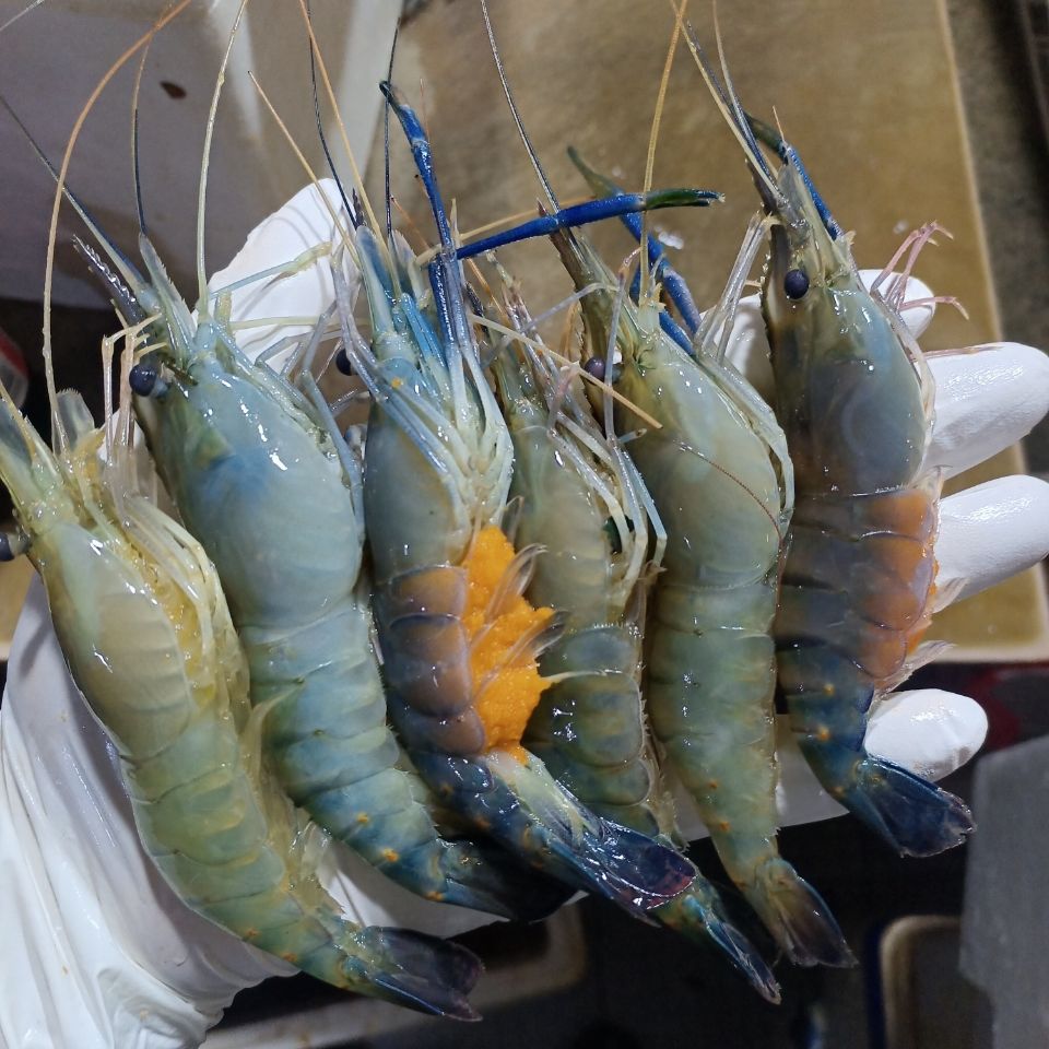大河虾罗氏虾大头虾新鲜活虾速冻海鲜烧烤淡水虾大虾批发河虾