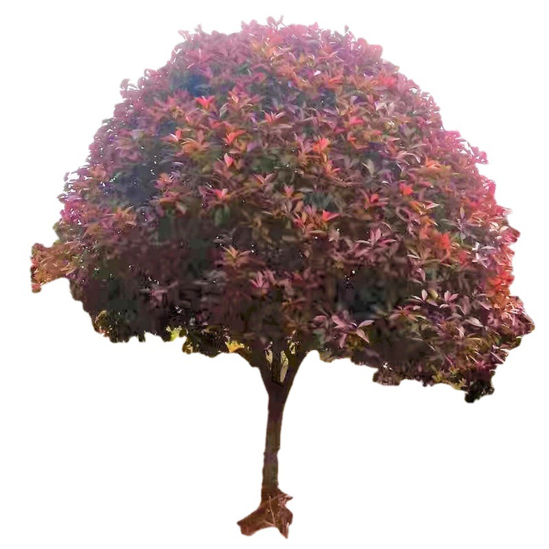 基地直发高杆庭院红叶石楠树 城市绿化工程校园常青乔木 大树批发