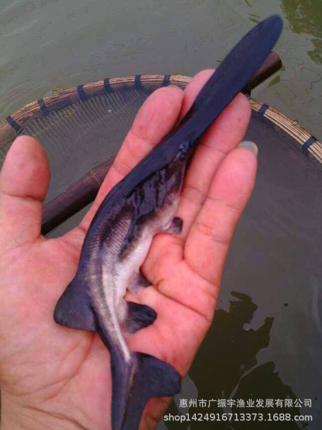 鸭嘴鱼鱼苗淡水养殖 快大易养 提供技术指导