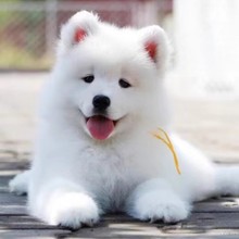 出售纯种萨摩耶幼犬纯白色雪橇犬幼犬活体宠物狗狗萨摩耶微笑天使