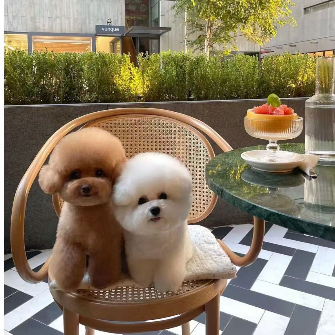 纯种泰迪幼犬活体出售红色香槟色黑色灰色泰迪幼犬长不大茶杯泰迪