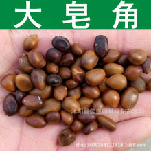 林木种子 大皂角树种子 净籽 皂荚树种子 中小皂角 1件=1斤