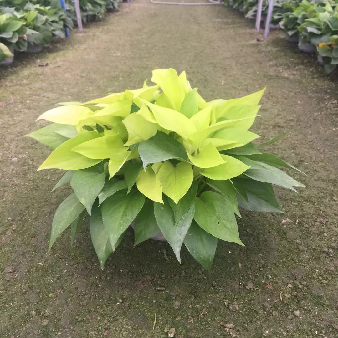 a18黄金葛绿萝 室内吸甲醛净化空气植物小盆栽花卉批发