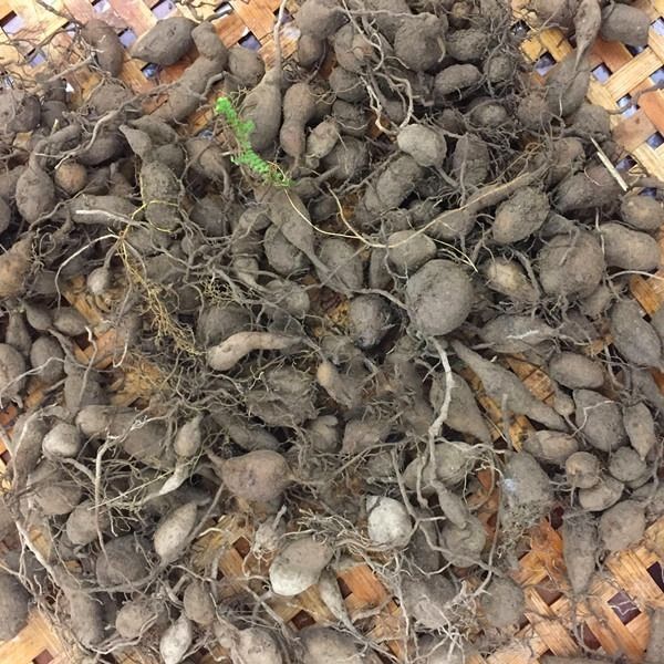 三叶青浙江新鲜金线吊葫芦石老鼠包邮采药人挖