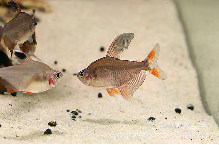 红叉扯旗灯鱼群游鱼热带观赏鱼淡水鱼水族红大勾活体鱼苗宠物批发