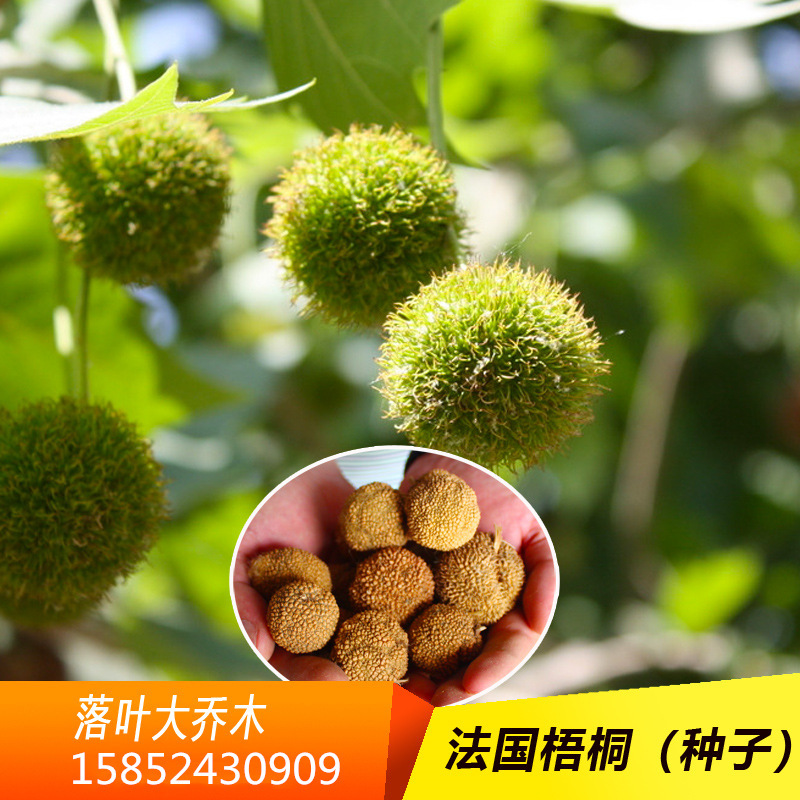 法桐树种子又名法国梧桐树三球悬铃木裂叶悬铃木落叶大乔木种子