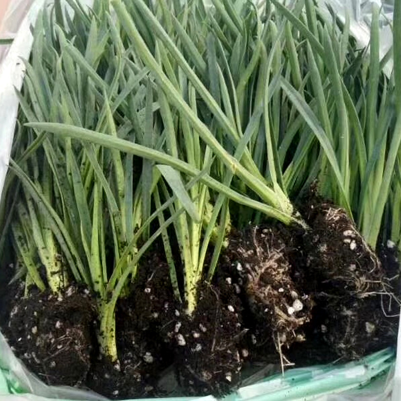 康乃馨小苗10棵四季开花不断室内室外易种活盆栽花母亲节高杆石竹