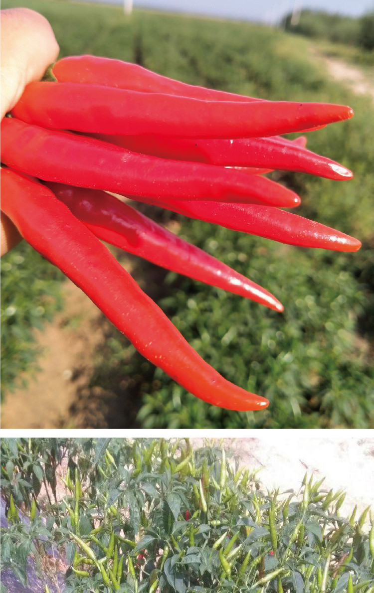 瑞蔬源美人指单生朝天椒种子早熟皮厚籽多辣味强单生朝天椒小米辣