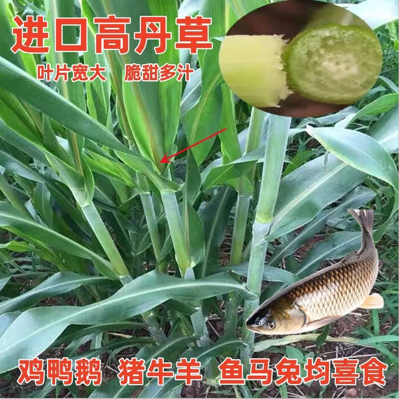 高丹草种子大叶无毛一年四季养牛草种鸡鸭鹅猪牛羊吃草鱼草籽食用