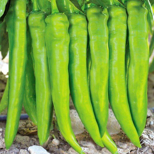 现摘现发 山东特产新鲜农家薄皮青辣椒 尖椒虎皮辣椒 批发牛角椒