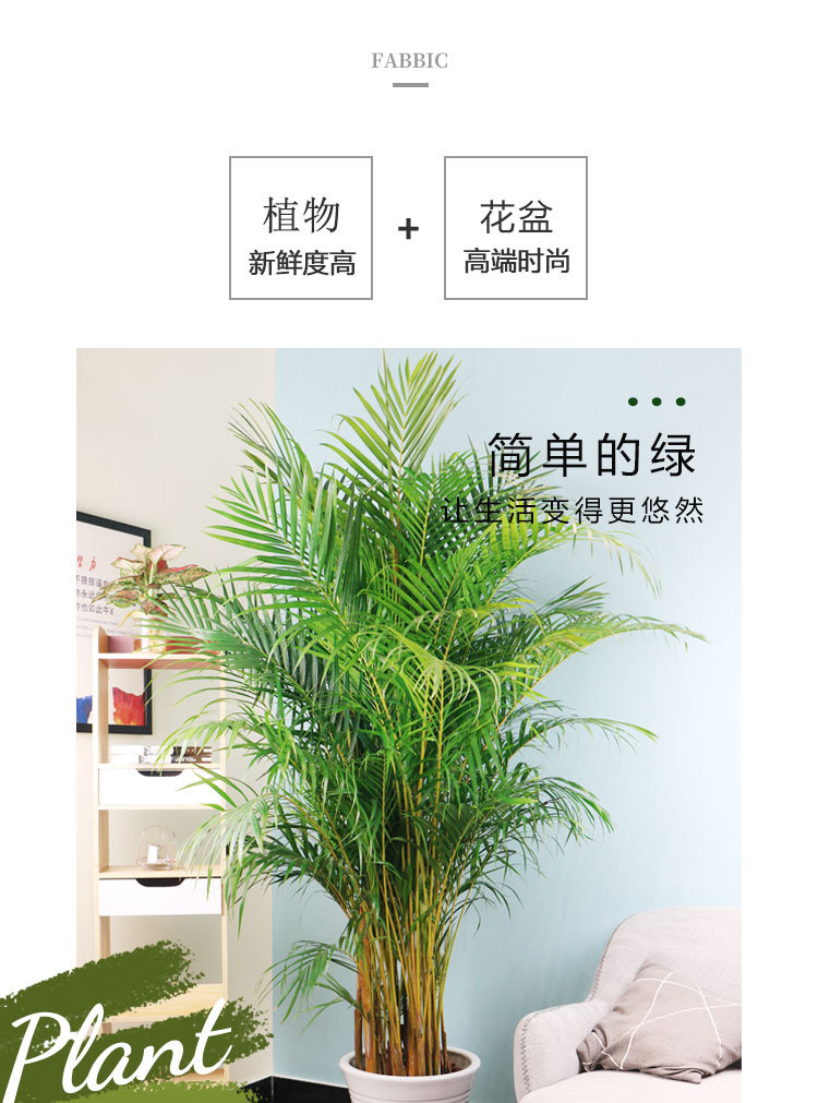 绿植客厅大颗好养适合家里养的春季家养盘栽植物客厅放什么绿植好