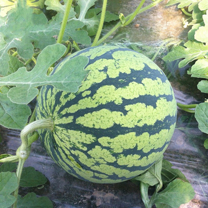 正宗上海南汇8424西瓜水果新鲜超甜薄皮大麒麟瓜包熟应季时令