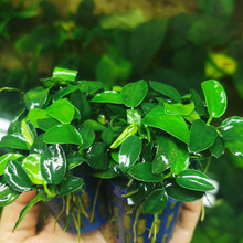 大型皇冠草红绿九冠乌拉圭丹麦玫瑰旦叶阴性鱼缸水草造景好养耐活