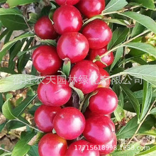 钙果树苗农大钙果苗中华钙果树苗欧李树苗盆栽果苗南北方种植树苗