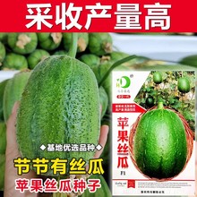 台湾苹果丝瓜种子菜瓜种籽子盆栽籽种蔬菜四季菜籽孑菜种水瓜高产