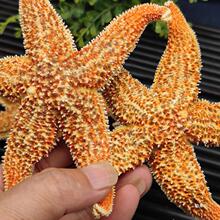 中药材刺棘海星海五星 海盘车海星干货2对包邮_阿里巴巴找货神器