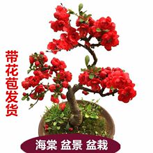 带花苞海棠花盆栽海棠树苗复色四季海棠盆景室内外花卉绿植厂家