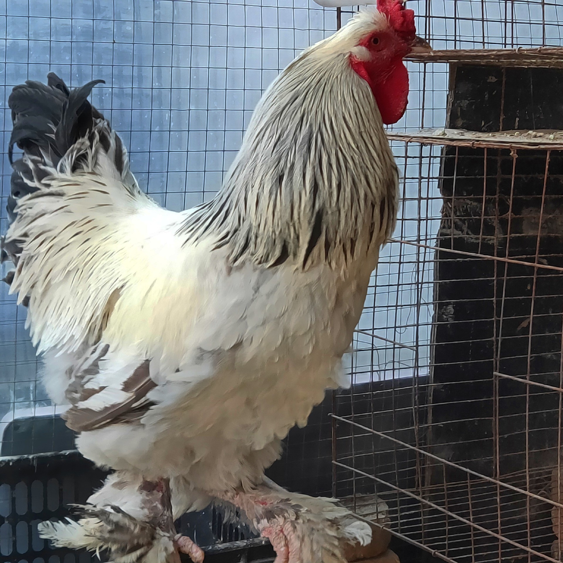 纯种巨型婆罗门观赏鸡正宗大体婆罗门梵天鸡苗活体脱温幼苗种蛋出