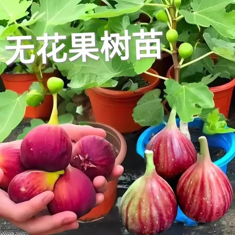 无花果树果苗特大果矮化盆栽波姬红南方北阳台种植当年结果新品种
