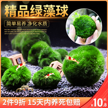 鱼缸水族箱造景水草海藻球生态球造景绿藻球生态瓶绿澡球到达贸易
