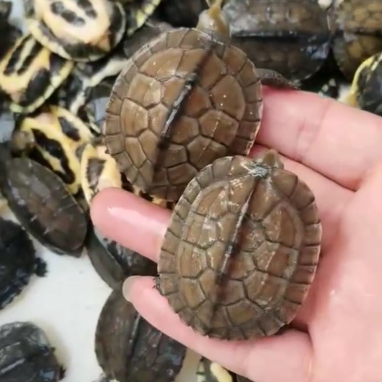 南石龟苗 招财石金钱龟发色龟粮 纯种南石种龟宠物龟招财镇宅风水