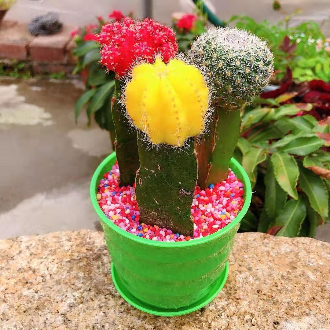 仙人球三组合彩色仙人球类多肉盆栽植物办公室桌面观赏柱形绿植