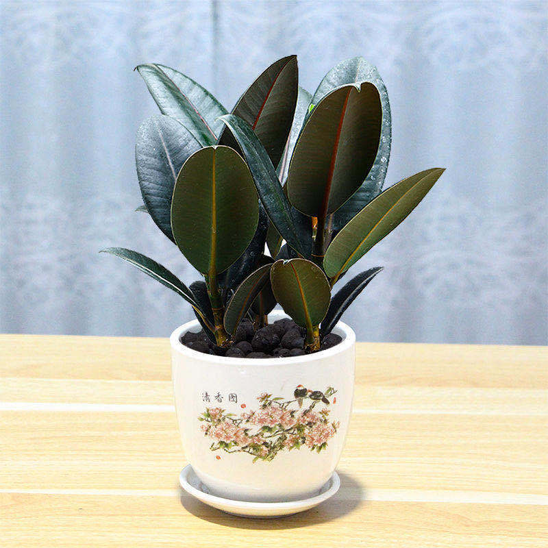 橡皮树盆栽净化空气室内绿色植物办公桌盆栽四季绿植包邮